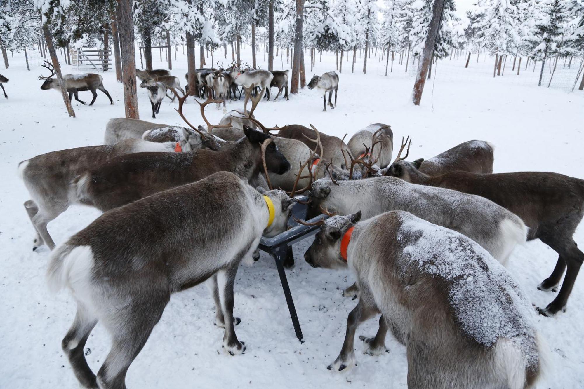 Reindeer Jukkasjarvi