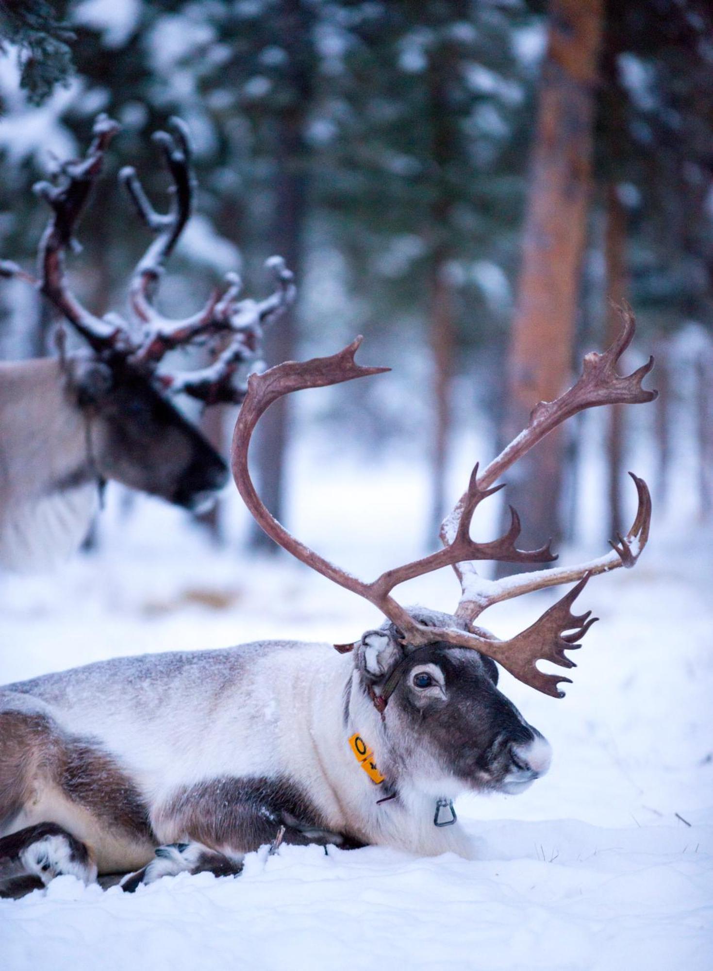 Lodge Reindeer