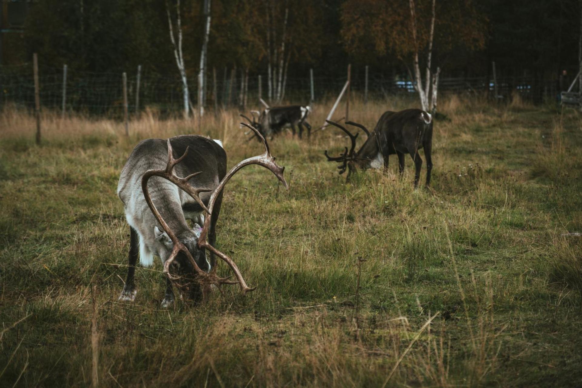 Lodget Reindeer Jukkasjärvi