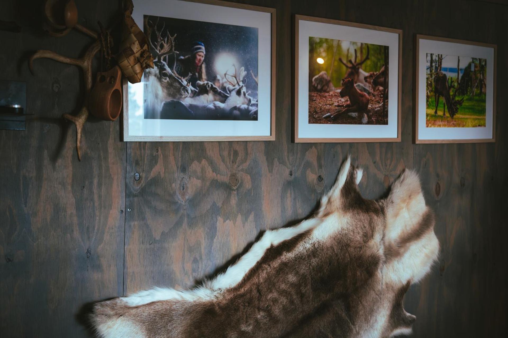Lodge Reindeer Jukkasjarvi